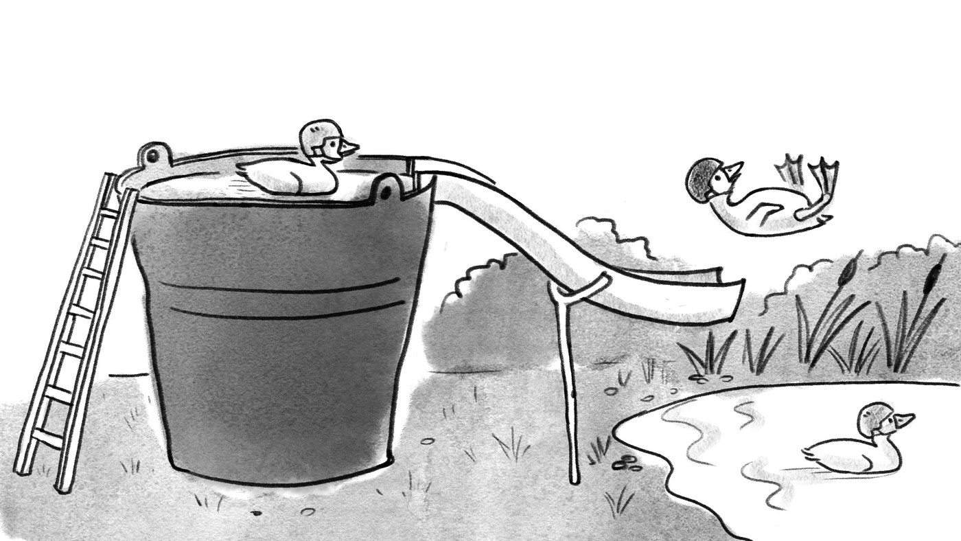 A picture: ducklings jump into water